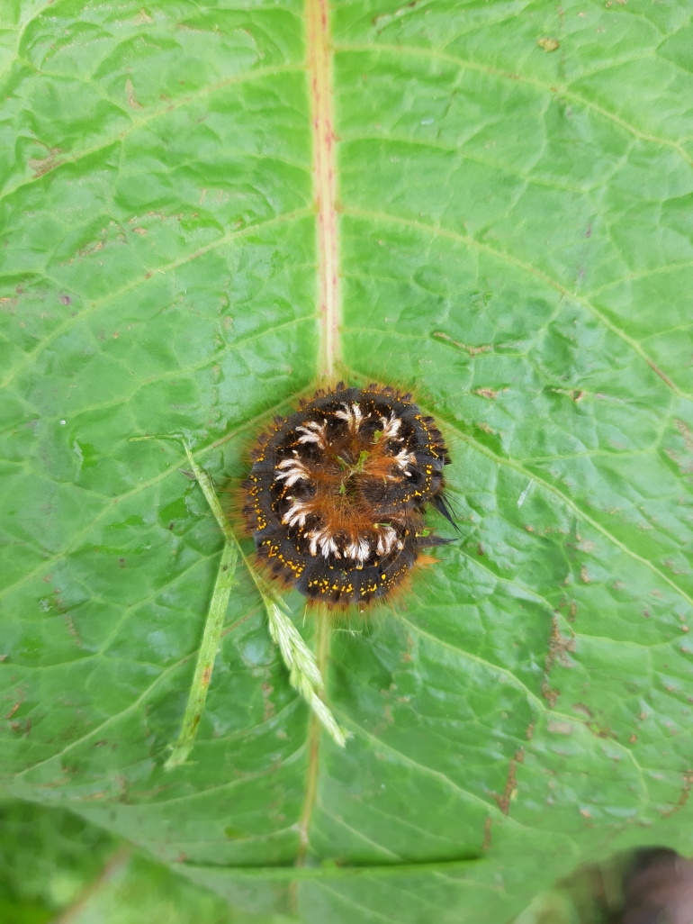 Oak Eggar Caterpillar by George Soames